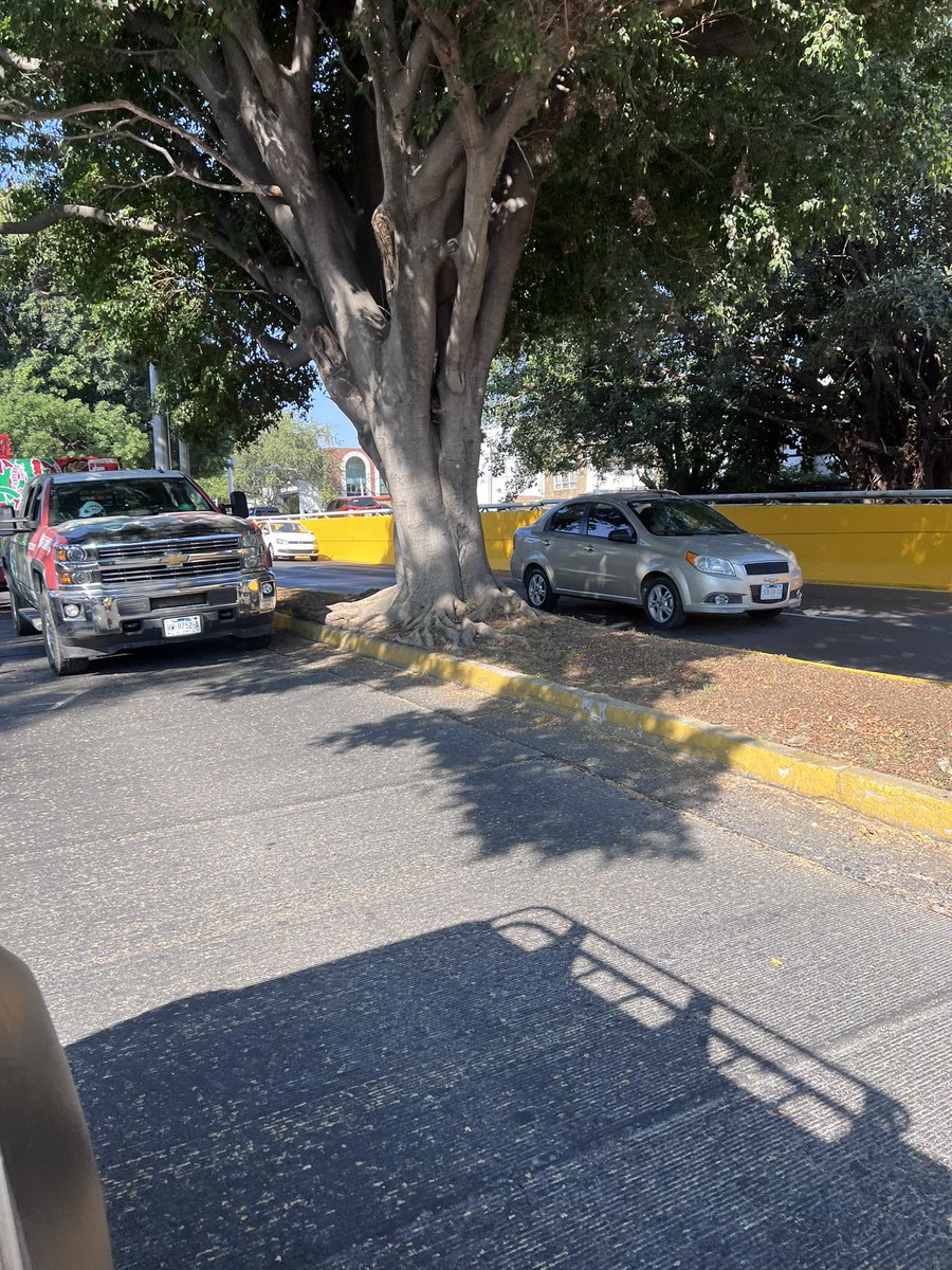 guzman_adolfo's tweet photo. Están podando de una manera indiscriminada a todos los árboles de la ciudad @InspZapopan @ZapopanGob @ProepaJalisco instrucciones de @ifrangie ? https://t.co/mItMPtD34U