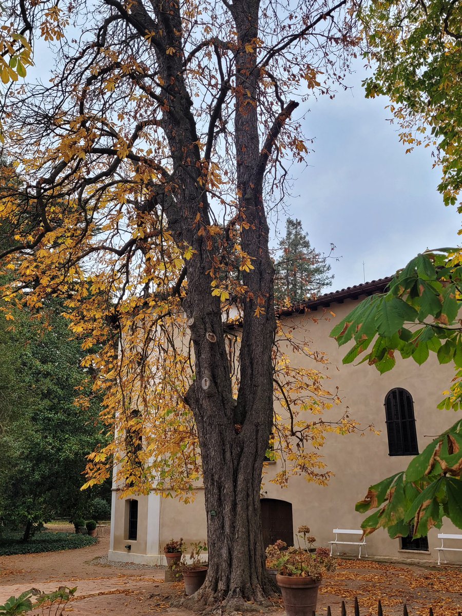 The beauty of a tree at any time of the year.