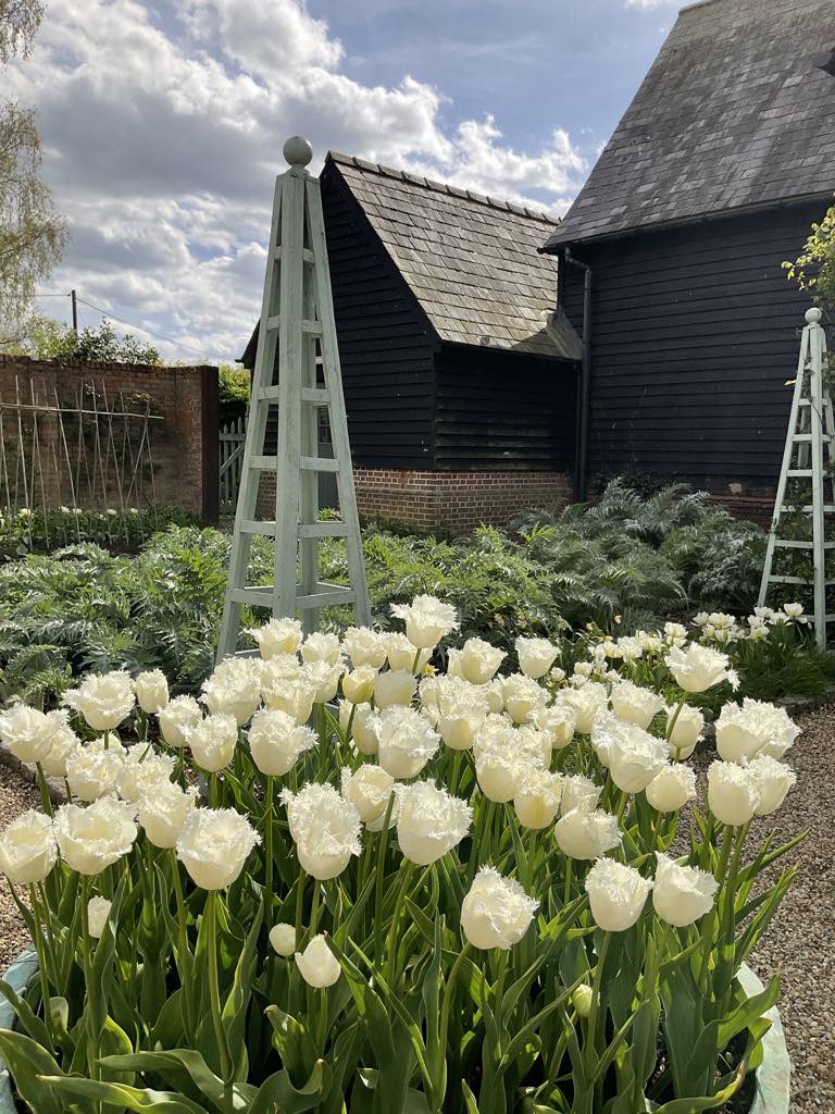 columbinehall's tweet photo. A new favourite. First time I’ve grown this tulip and it’s a beauty! Tulip ‘Honeymoon’ is a pure white fringed tulip that looks like crisp, crimped cotton. It has really sturdy stems and is an absolute joy. Highly recommend! 🤗 https://t.co/doOI2pf4kV
