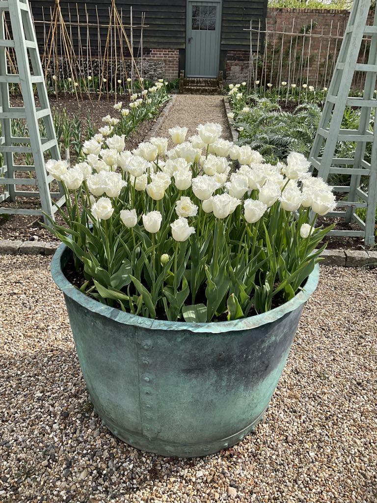 columbinehall's tweet photo. A new favourite. First time I’ve grown this tulip and it’s a beauty! Tulip ‘Honeymoon’ is a pure white fringed tulip that looks like crisp, crimped cotton. It has really sturdy stems and is an absolute joy. Highly recommend! 🤗 https://t.co/doOI2pf4kV