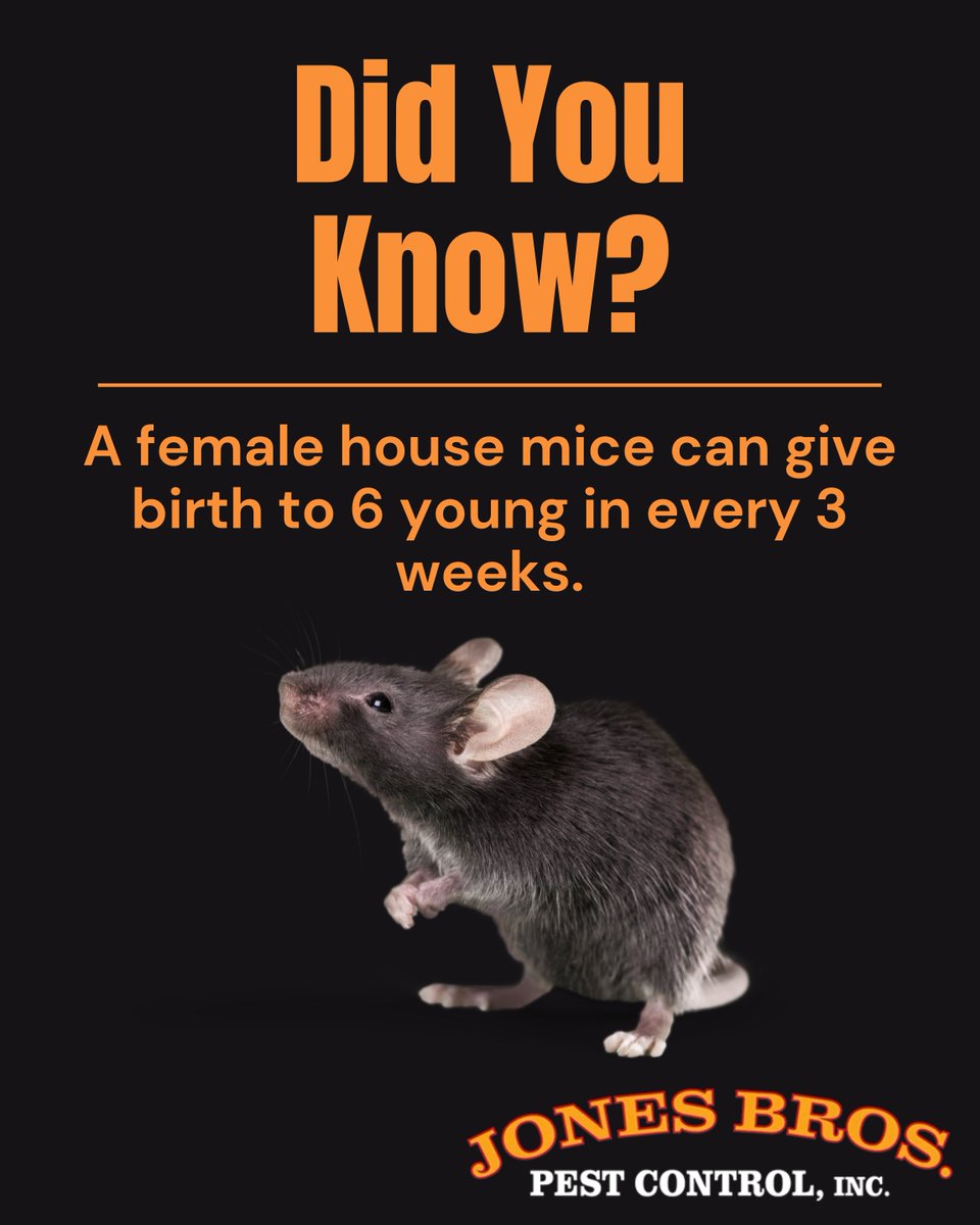 Jones Brothers Pest Control (@jonesbrospest) on Twitter photo 🐀Yes, you read that right! And that’s just the beginning!😱
Imagine how fast an infestation can grow if left unchecked!
CALL US: 916-852-8800
Visit our website:
jonesbrospc.com
#pestcontrolservice #affordablepestcontrolservice #californiapestcontrol #PestControlExperts 🐀Yes, you read that right! And that’s just the beginning!😱
Imagine how fast an infestation can grow if left unchecked!
CALL US: 916-852-8800
Visit our website:
jonesbrospc.com
#pestcontrolservice #affordablepestcontrolservice #californiapestcontrol #PestControlExperts