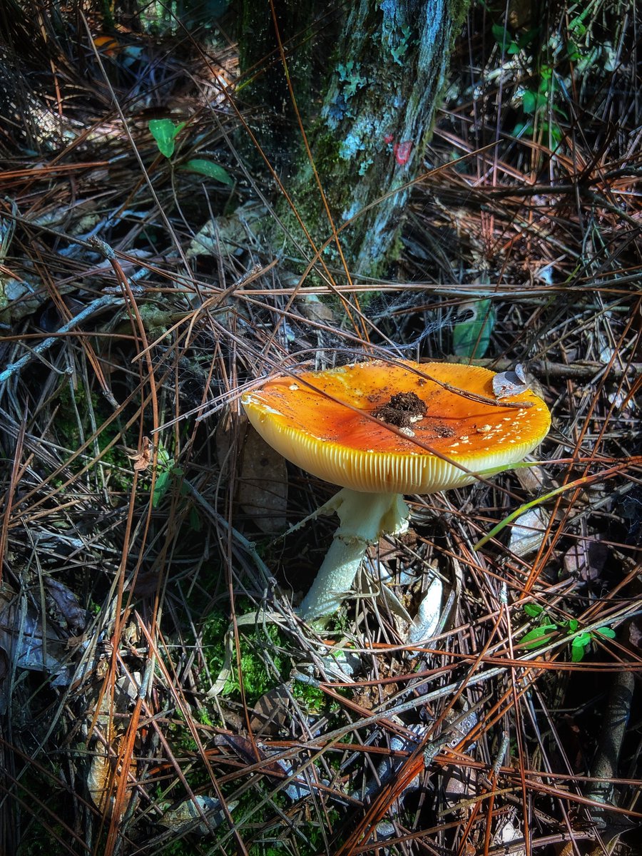 Found these on my way home today, the lighting was pure magic!