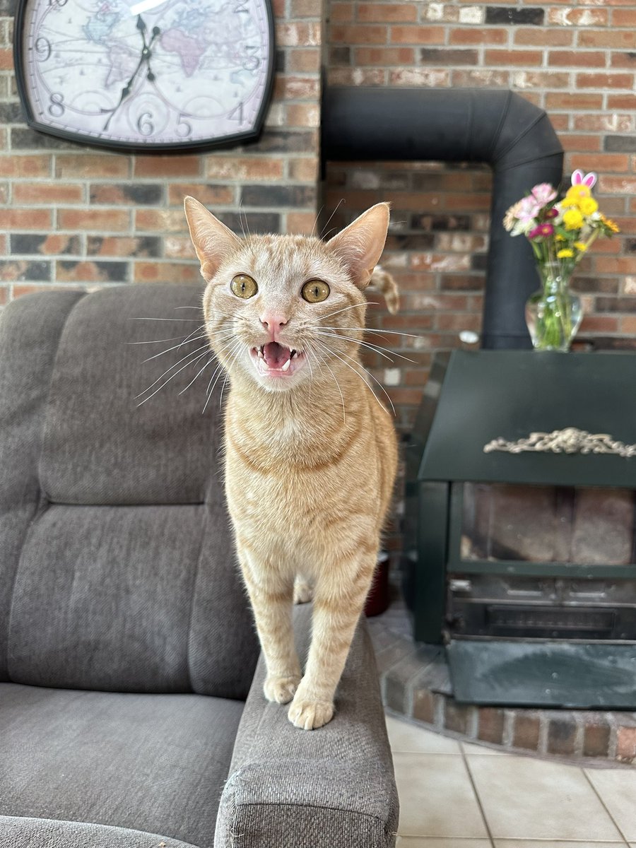 CamelTea tweet media