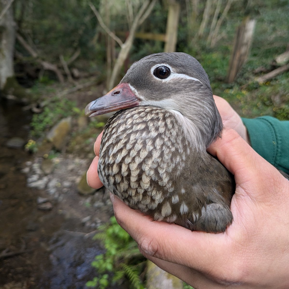 Barn Owl Trust tweet media