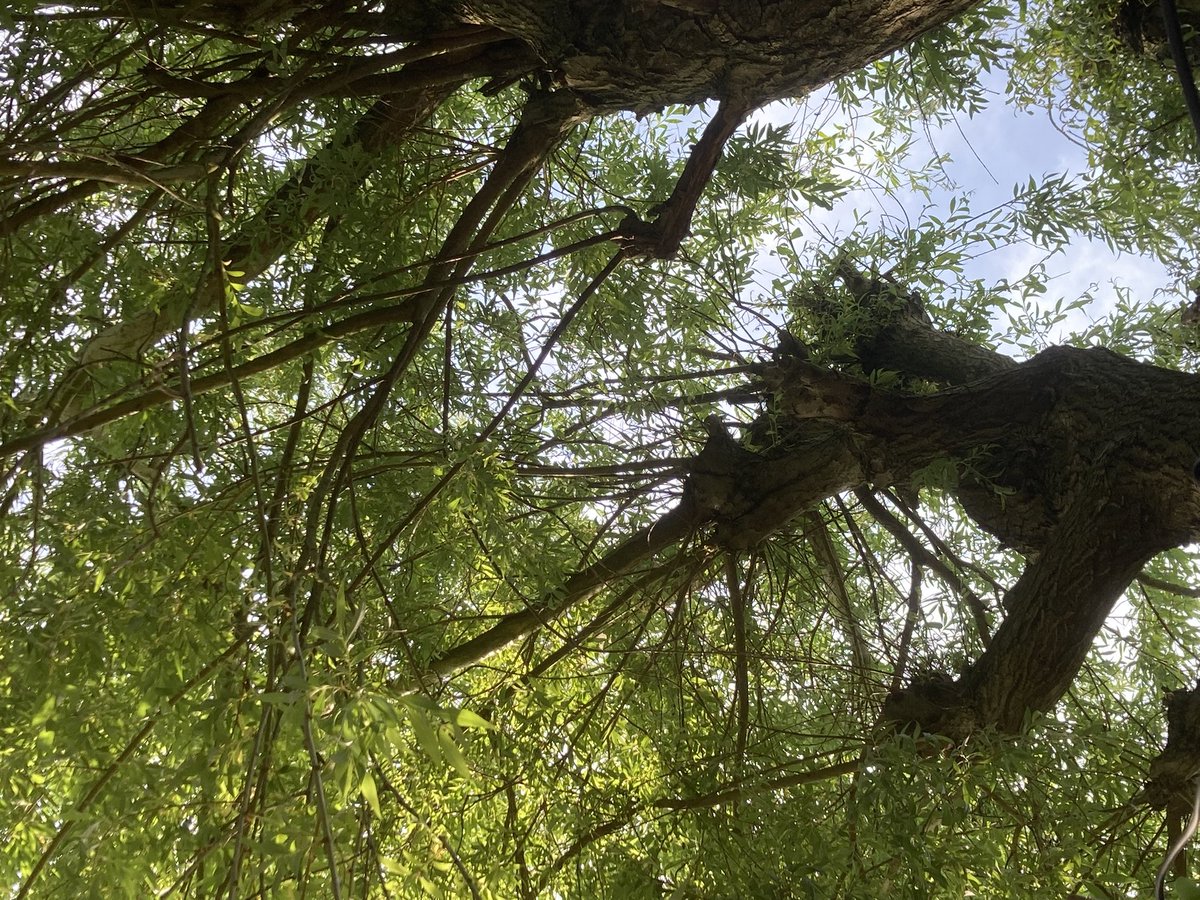 Ik denk dat er een nestje koolmezen in de treurwilg zit (of er vlakbij). Het is een komen en gaan van flierefluitende koolmezen rond mijn plekje in de tuin