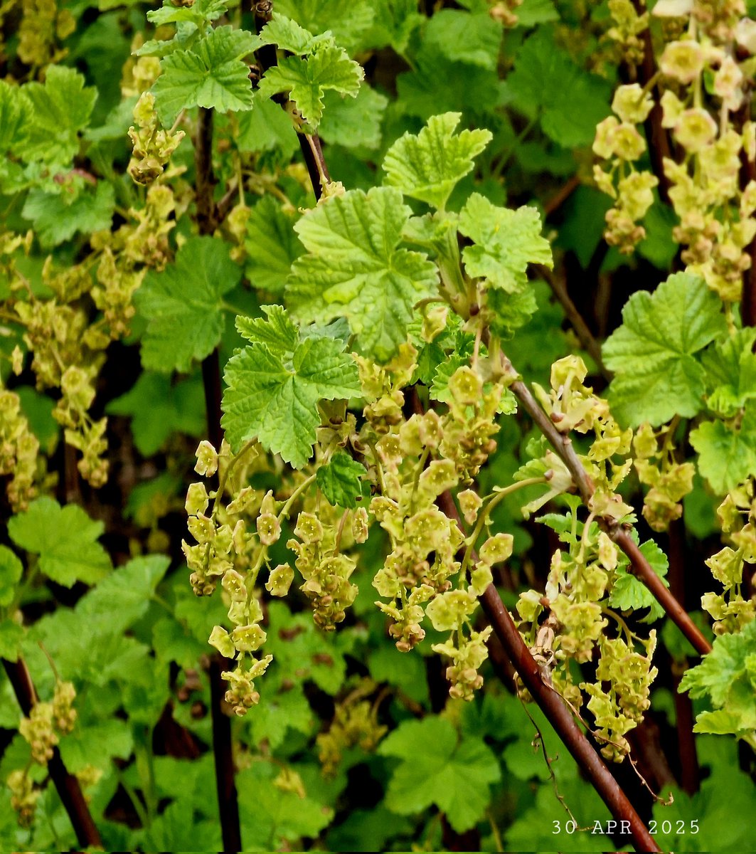 IDadzkov's tweet photo. Red currant flowers. Цветы красной смородины.
#nature #spring #flowers #RedCurrant #flowering #FlowersPhoto https://t.co/ZfZpGgzYZ9