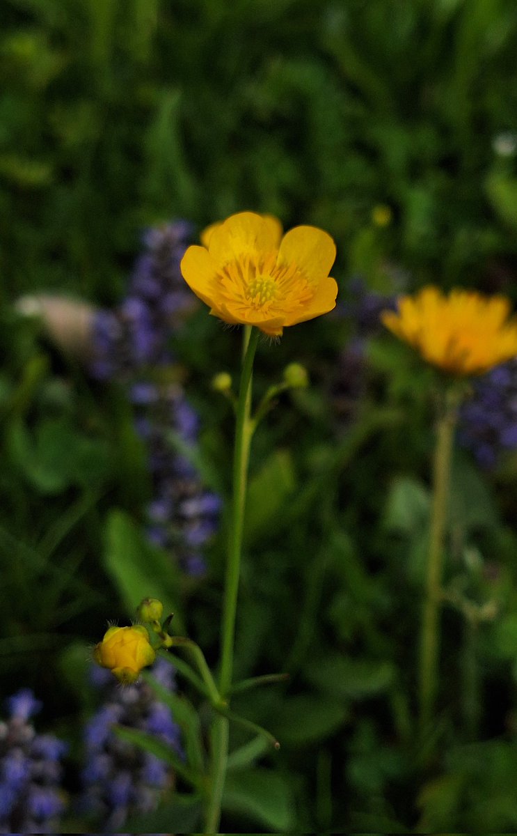 🌿🏵🍃🪻🍃🏵🌿

#MayDay2025 #NoMowMay