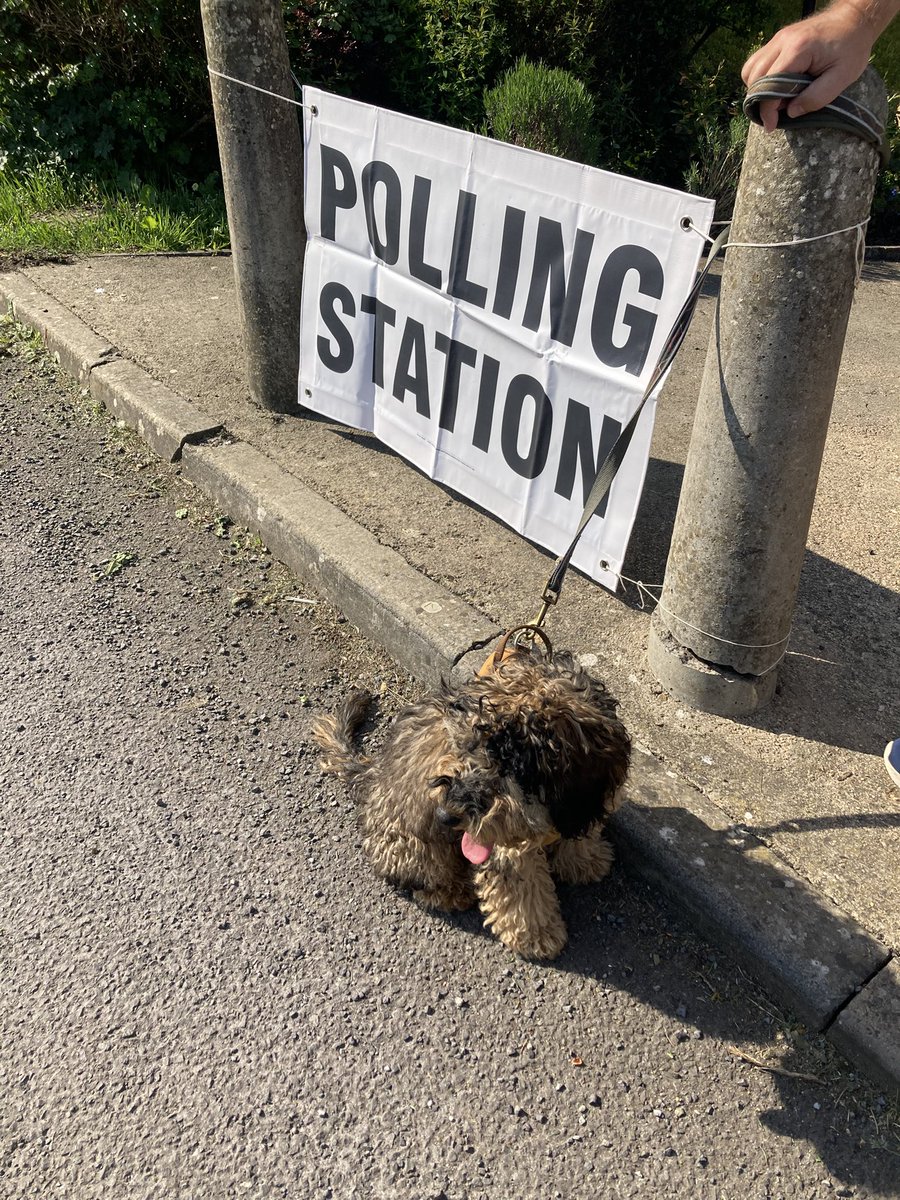 Arnold’s first visit to the polls #dogsatpollingstations