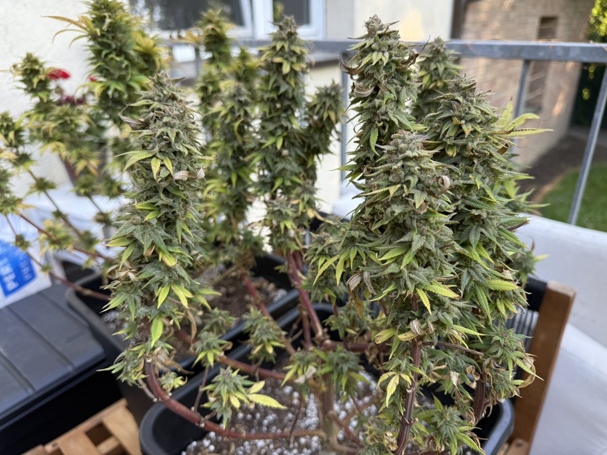 Blueberry
<a href="/DutchPassion_/">Dutch Passion</a> 

Just days away from harvest! Cannot wait to try these girls!