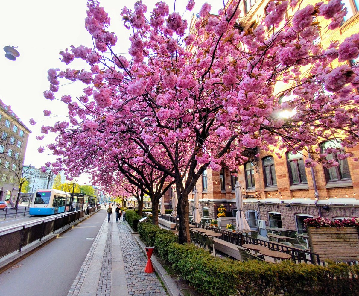 Anthony Hunter (@anthonyhunter69) on Twitter photo #spring deluxe ๐
#skyline #hmdskyline @Nokia @NokiaMobile @HMDGlobal #city <a href="/HMDdevices/">HMD</a> #shotonhmd #nature #shotonskyline <a href="/teampureview/">TeamPureView</a> <a href="/NokiamobBlog/">NokiaMob</a> #nokia #photography #phoneography #shotonnokia #nokiamobile #cherryblossom <a href="/goteborgcom/">Gรถteborg/Gothenburg</a> #gรถteborg #spring deluxe ๐
#skyline #hmdskyline @Nokia @NokiaMobile @HMDGlobal #city <a href="/HMDdevices/">HMD</a> #shotonhmd #nature #shotonskyline <a href="/teampureview/">TeamPureView</a> <a href="/NokiamobBlog/">NokiaMob</a> #nokia #photography #phoneography #shotonnokia #nokiamobile #cherryblossom <a href="/goteborgcom/">Gรถteborg/Gothenburg</a> #gรถteborg