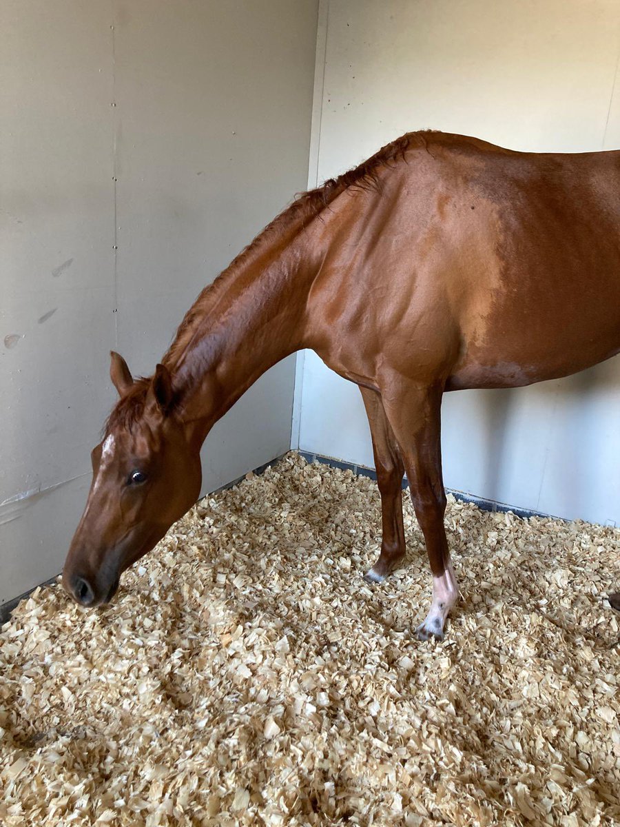 S.Pearce Racing (@spearce_racing) on Twitter photo Today we have Gretna Dreams running the the 2.40pm at <a href="/GTYarmouthRaces/">Great Yarmouth Races</a> #comehomesafe #racehorse #horseracing #sunisshinning☀️ Today we have Gretna Dreams running the the 2.40pm at <a href="/GTYarmouthRaces/">Great Yarmouth Races</a> #comehomesafe #racehorse #horseracing #sunisshinning☀️