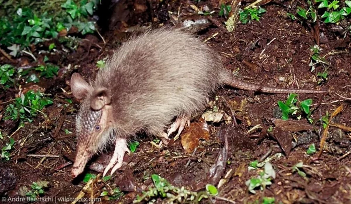 TetZoo's tweet image. I really like xenarthrans, yet I&apos;ve published comparatively little on them at Tet Zoo. Aiming to change that this year, and we start with #ARMADILLOS, specifically long-nosed ones, specifically hairy long-nosed ones .... tetzoo.com/blog/2025/4/30… #mammals #TetZoo #Xenarthra