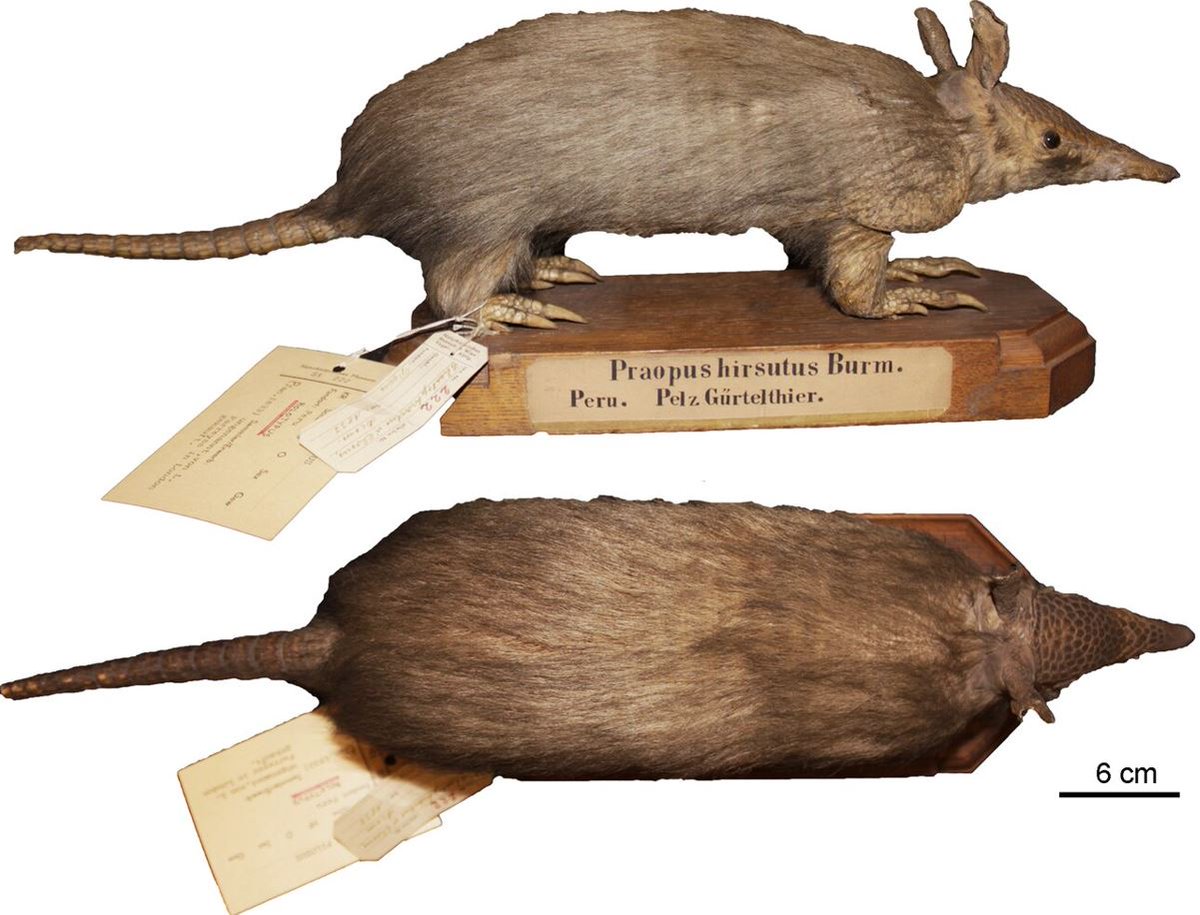 TetZoo's tweet image. I really like xenarthrans, yet I&apos;ve published comparatively little on them at Tet Zoo. Aiming to change that this year, and we start with #ARMADILLOS, specifically long-nosed ones, specifically hairy long-nosed ones .... tetzoo.com/blog/2025/4/30… #mammals #TetZoo #Xenarthra