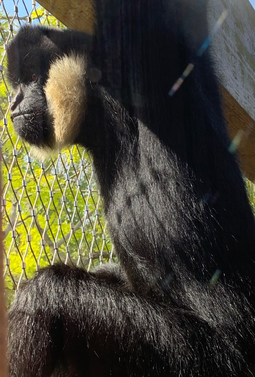 RoxWBK's tweet photo. Happy (official) 35th birthday to my favourite @zsllondonzoo resident Jimmy! (Photo taken today) https://t.co/RNKyvhl4Uq