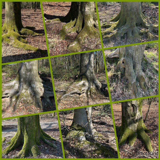 Agnes Brouwer (@aajbrouwer) on Twitter photo #Dag1 #Mei_nMooisteFotos met het thema #wortels de houvast in het leven ons fundament #Roots
<a href="/AnitaPeeters/">C'est moi!</a> #Dag1 #Mei_nMooisteFotos met het thema #wortels de houvast in het leven ons fundament #Roots
<a href="/AnitaPeeters/">C'est moi!</a>