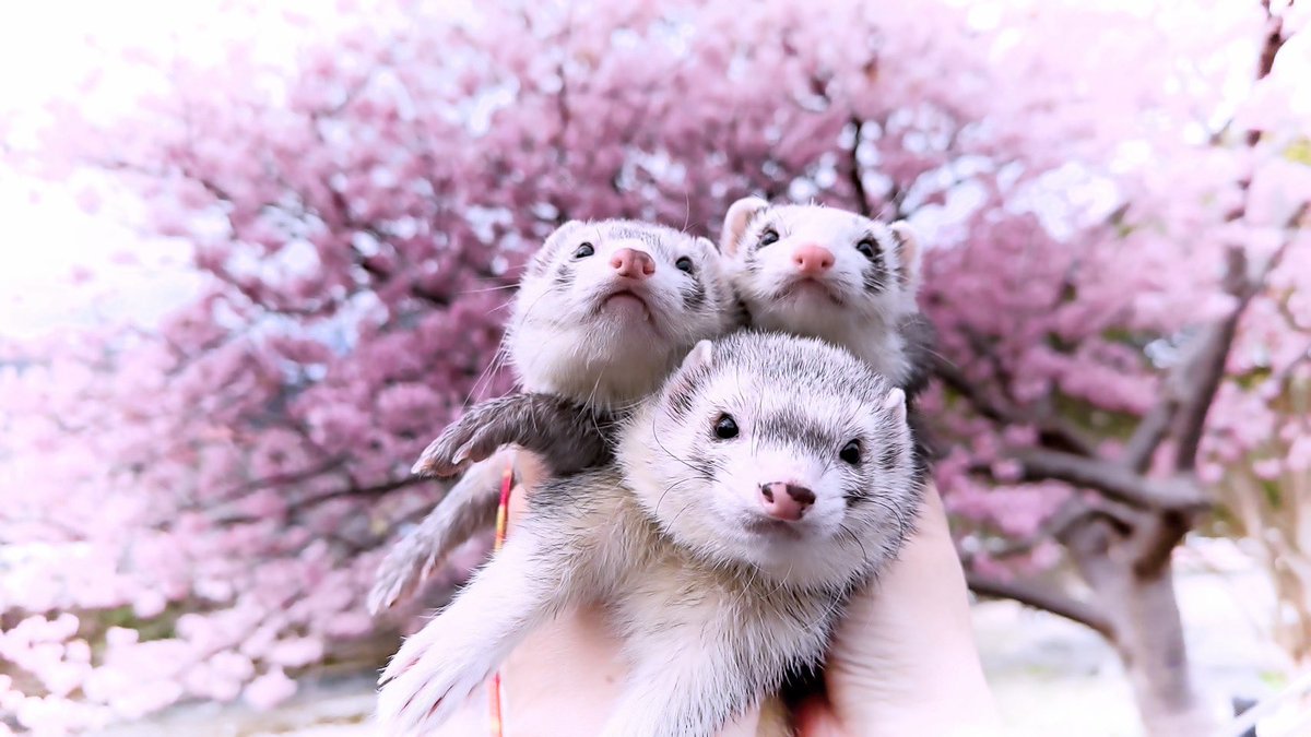 choco_with_mint's tweet image. 今月もよろしくお願いイタチます🌼
#フェレット #ferret
#つイタチだしイタチの画像あげていこうぜ