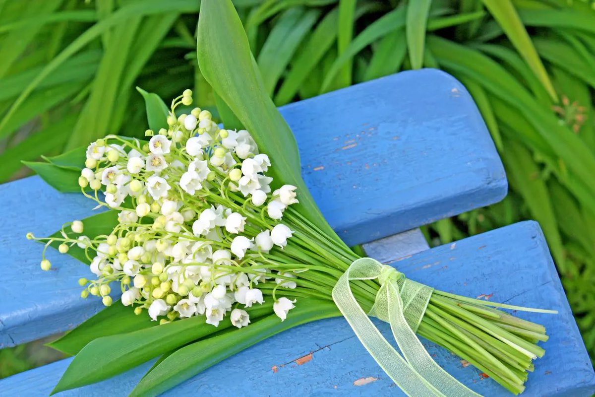 Toute l’équipe de <a href="/ReimsGoodNews/">Reims Good News</a> vous souhaite un bon 1er mai et vous offre ce muguet porte bonheur 😊
#Reims #Muguet #Printemps