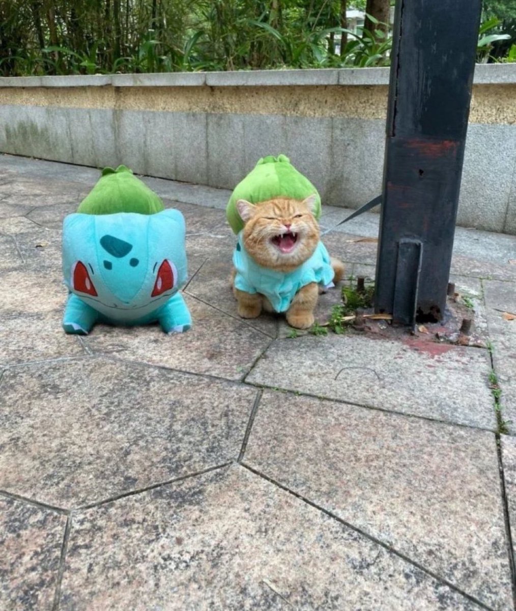 フシギダネが2匹あらわれた！どうする？
