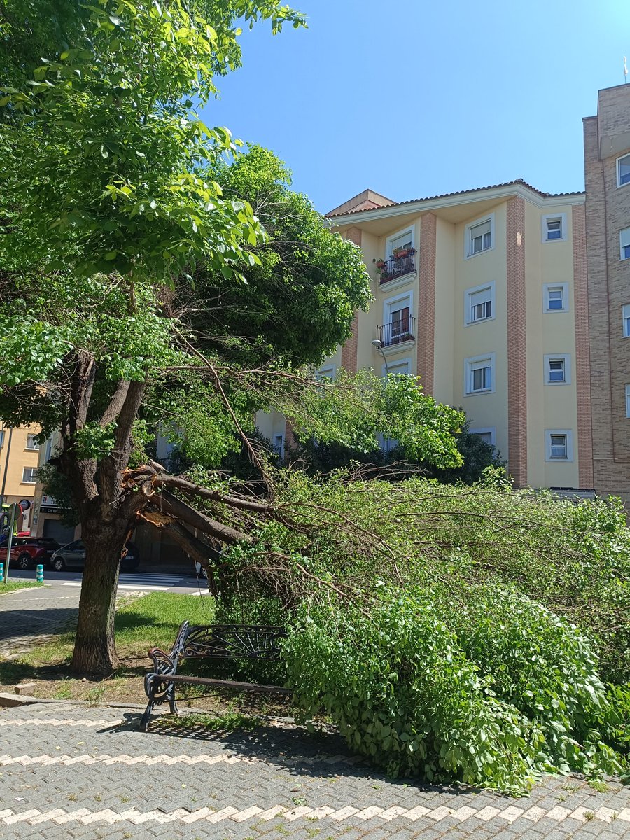 Plaza San Ignacio de Loyola  <a href="/BarreraGragera/">Ignacio Gragera 🇪🇦</a> #badajoz 
Menos mal que la rama se ha caído para fuera de la plaza.