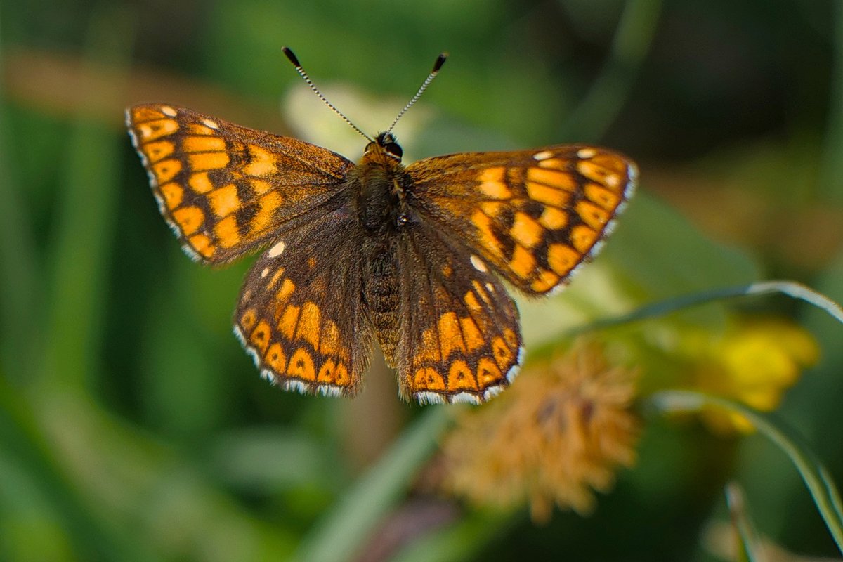 Duke of Burgundy at Kithurst.