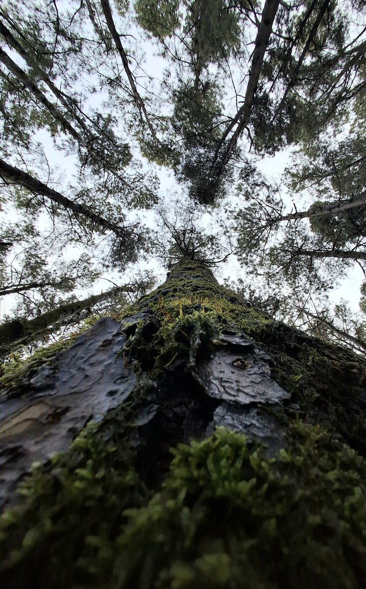 Apricity_3's tweet photo. In the silence of the forest, a tree stands tall, as if within every crack and scar of its trunk lies a story, through which an unseen breath flows. 🌱 https://t.co/S6xHoMz1Cs