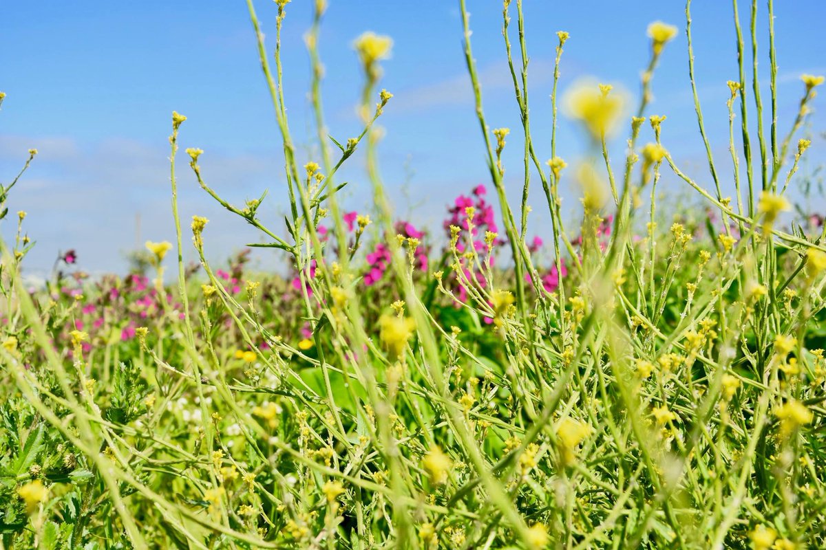 nadski65's tweet photo. 🌸 Happy 1st of May! 🌼
A day to celebrate new beginnings, longer days, and brighter blooms.
May your month be full of peace, colour, and little joys — just like these flowers. 🌷✨

#HelloMay #MayDay #SpringVibes #FlowerSeason #firstMay #nature #flowers #flowersphotography #spring #MayDay2025 #MayDay #photographer #nikon #nikonphotography @UKNikon