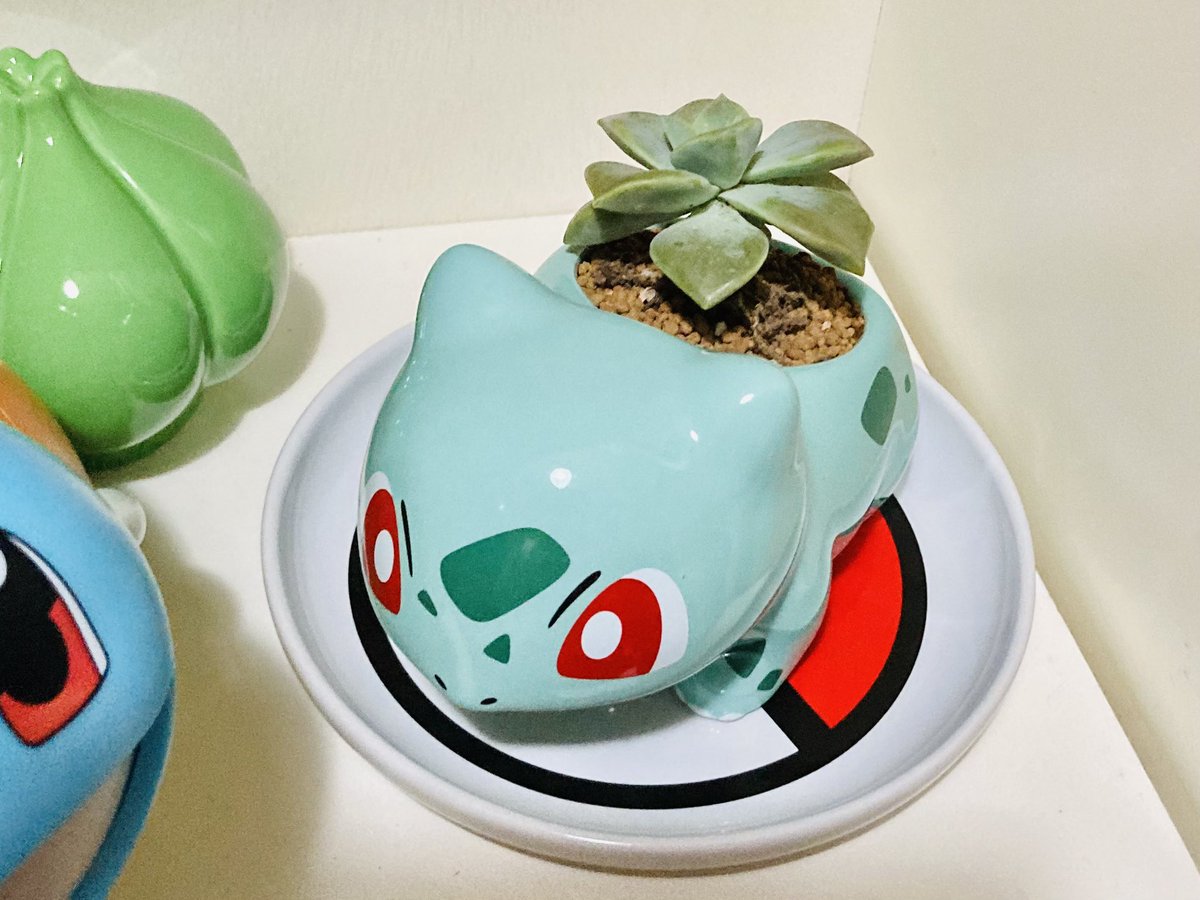 フシギダネ植木鉢に多肉植物を植え直し。めちゃ可愛いッッッ