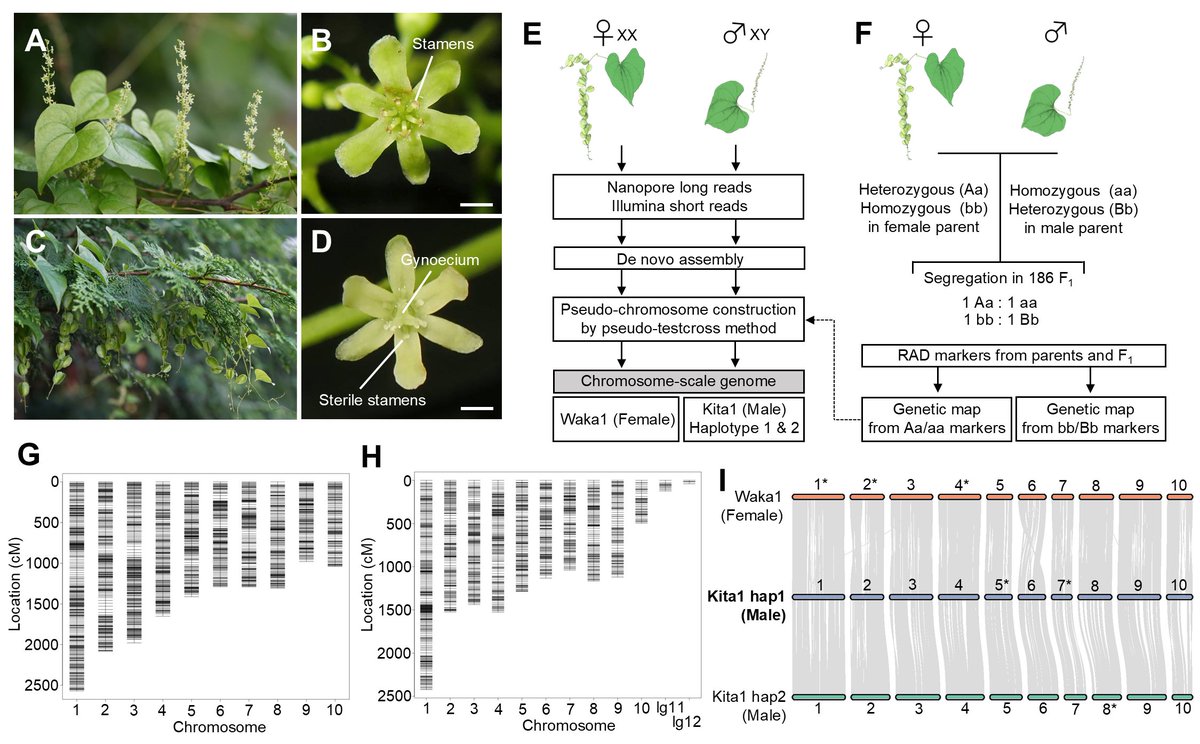 New preprint out! We revealed the molecular basis of sex determination in the monocot Dioscorea tokoro, a dioecious wild yam endemic to East Asia.🌱
biorxiv.org/content/10.110…