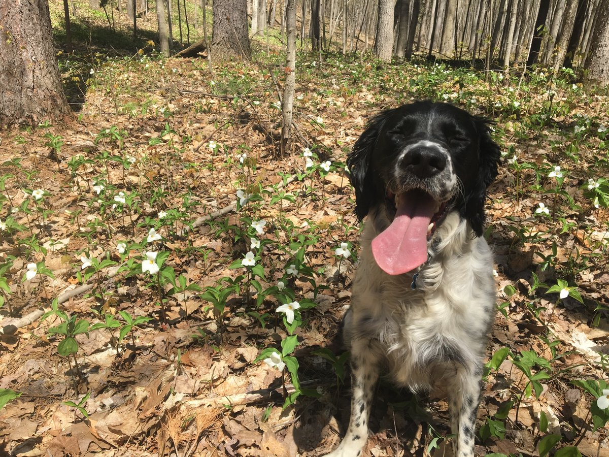 Benson the Springer 🌈 tweet media
