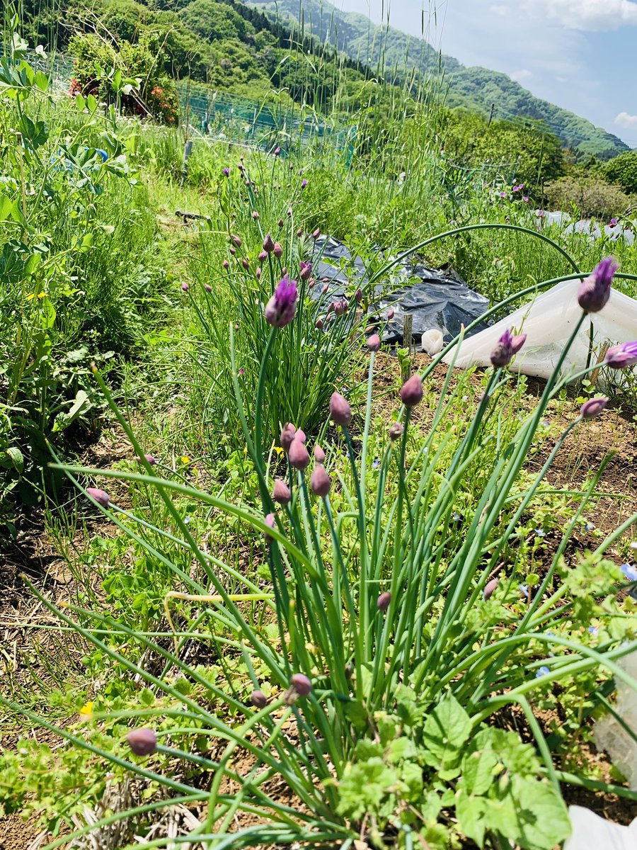 春になり畑も草で生い茂ってきました。
越冬したエンドウ、種取り用に高菜、大根も花盛り🌸
しかし、交雑してしまったかも💦

エンドウに青虫ちゃんが、あちらこちらに、豆も食べるのかしら🤔齧られた跡が😆

冬に枯れたけど復活したチャイブも開花時期
#自然農　#自然栽培