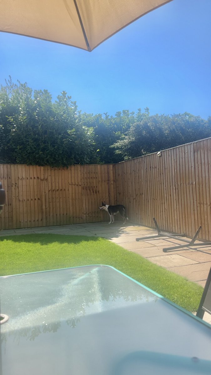 Another lovely day here in Lancashire☀️
Remember if you’re spending time in the sunshine, be ready for your human to call you names and usher you to the boring shade when you look like you’re hot🤣