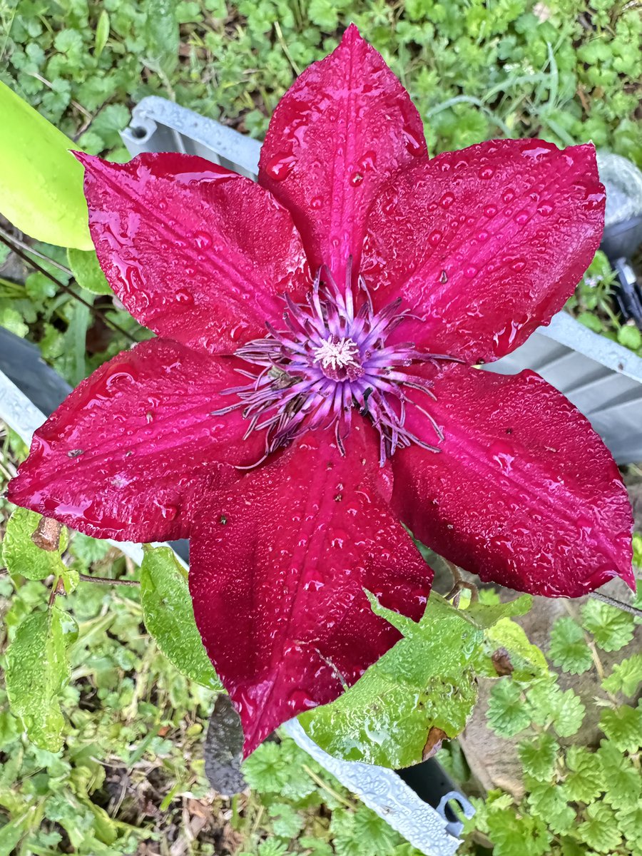 #ClematisThursday new addition to my #garden  #HappyThursday #world #flower
