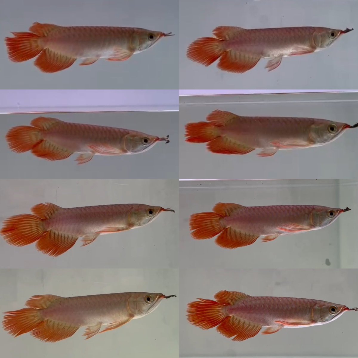 トロピカルフィッシュ佐野 (@tropical_sano) / Posts / X