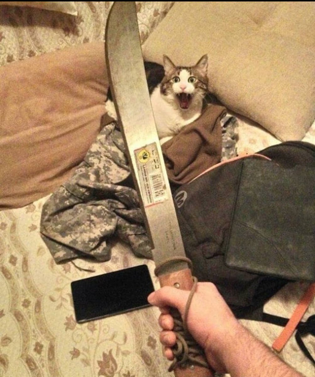 120点の顔してる猫見て
