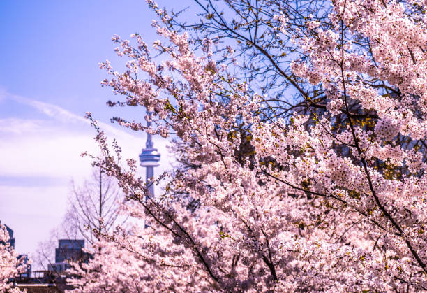 We're approaching that time of year... 🌸 Cherry blossoms are about to be in full bloom!!!

Tell us: In your experience, where's the BEST place in the GTA to admire them?