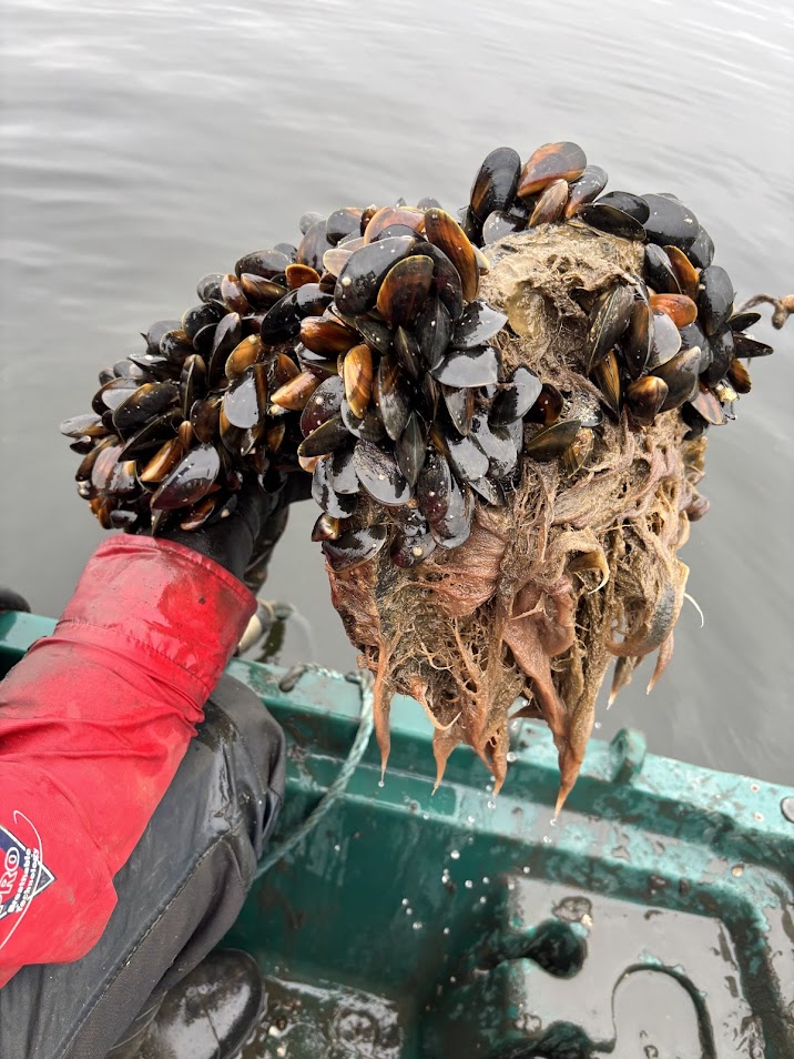 FlowthroughIss's tweet image. Before the installation of our system, the poor water conditions meant that little could flourish. We are happy to see that these mussels can again thrive within the water, showing clear signs of improvement in biodiversity 👏

#mussels #waterquality #wateraeration #biodiversity