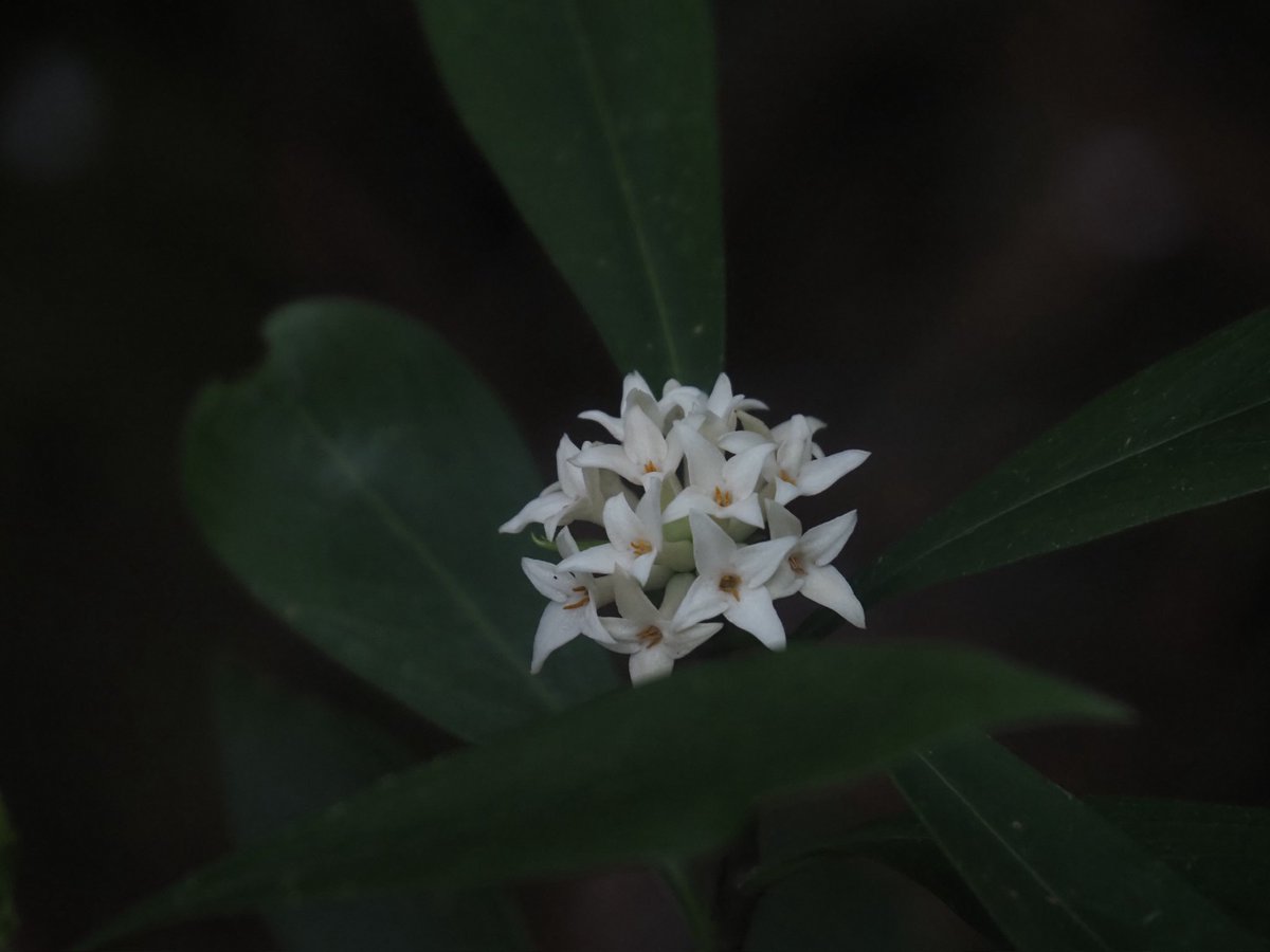 林道の上からコショウノキっぽいのあるなと思って降りて行ったらやっぱりコショウノキだったやつ。いい花だね〜
香川県仲多度郡まんのう町にて。