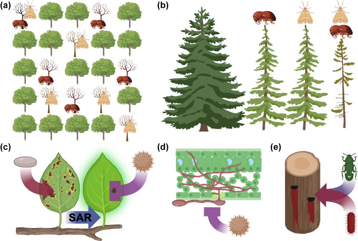 Plants People Planet π±π₯π (@plantspplplanet) on Twitter photo Potential impacts of plant pests and diseases on trees and forests in the UK
Daniel P. Bebber, Ilya M. D. Maclean, Jonathan R. Mosedale, and Benjamin D. Youngman
π nph.onlinelibrary.wiley.com/doi/10.1002/ppβ¦
π’ New pests and diseases will cut UK tree growth: news.exeter.ac.uk/faculty-of-heaβ¦
@uniofexeter Potential impacts of plant pests and diseases on trees and forests in the UK
Daniel P. Bebber, Ilya M. D. Maclean, Jonathan R. Mosedale, and Benjamin D. Youngman
π nph.onlinelibrary.wiley.com/doi/10.1002/ppβ¦
π’ New pests and diseases will cut UK tree growth: news.exeter.ac.uk/faculty-of-heaβ¦
@uniofexeter