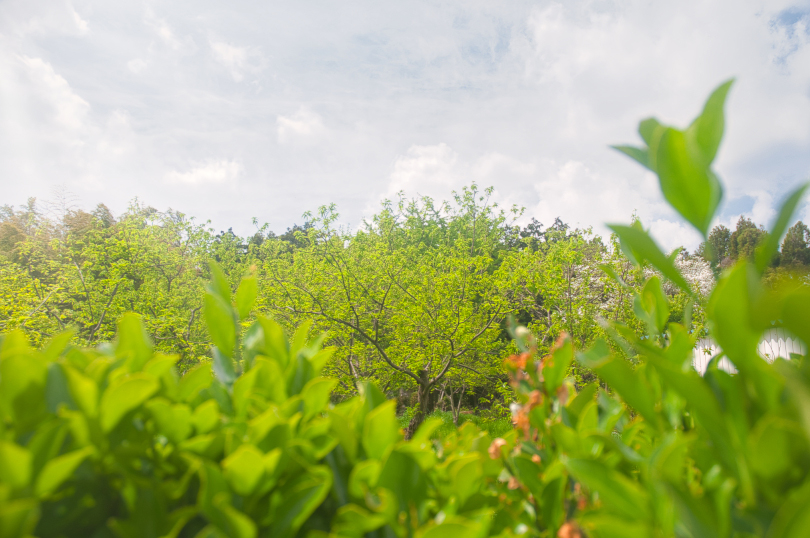 風炎や若枝そよぐ栗畑
#kigo #俳句 #写真俳句