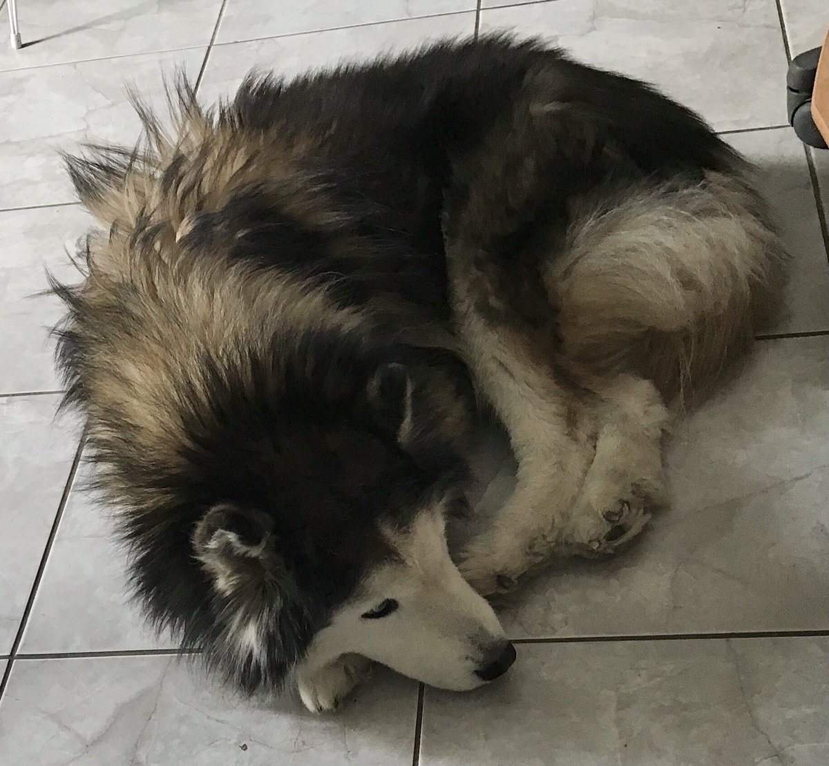 megpanos's tweet image. Η Κορίνα #greece #attica #pefki #animals #dog #dogs #husky #siberianhusky #mydog #corina