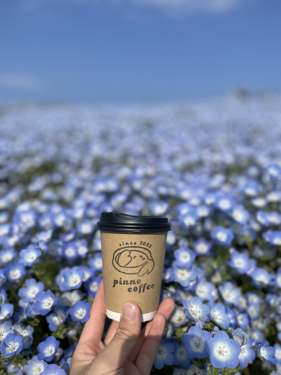 こんばんは!pinno coffeeです🌸
今年もネモフィラの季節がやってきました😊

ピンノちゃんも大喜びです🦀

ちょうど今が見頃です！
見たい方はお早めにどうぞ🤗

pinno coffeeでは引き続き、県内各地での出店を予定しております。
お楽しみに✨