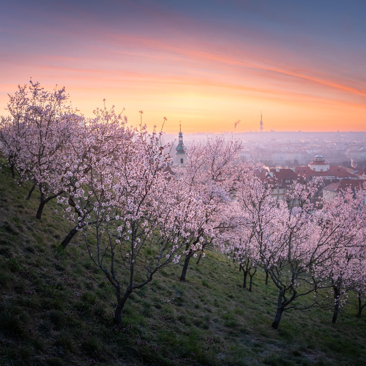PETŘÍN + MAY 1 = LOVE 💘
Take a romantic walk to Petřín Park &amp; Tower for unforgettable views of Prague. Follow the locals &amp; kiss 💋 your loved one under a cherry tree 🌸  to seal your love.
‼️ ONLY TODAY: Petřín Tower is open 9-21 
👉 bit.ly/petrin-tower