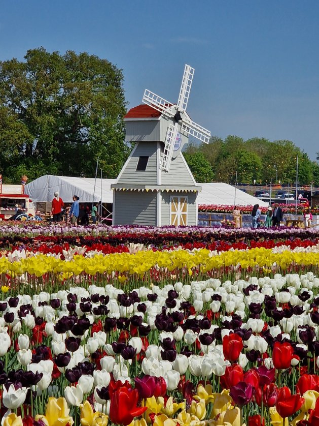 'Like flowers we can always choose to bloom.' What a fabulous way to spend a morning in the sunshine.  #flowers #sunshine #Wellbeing #familydaysout @Tulleystulipfields, Hertfordshire tulipfields.co.uk