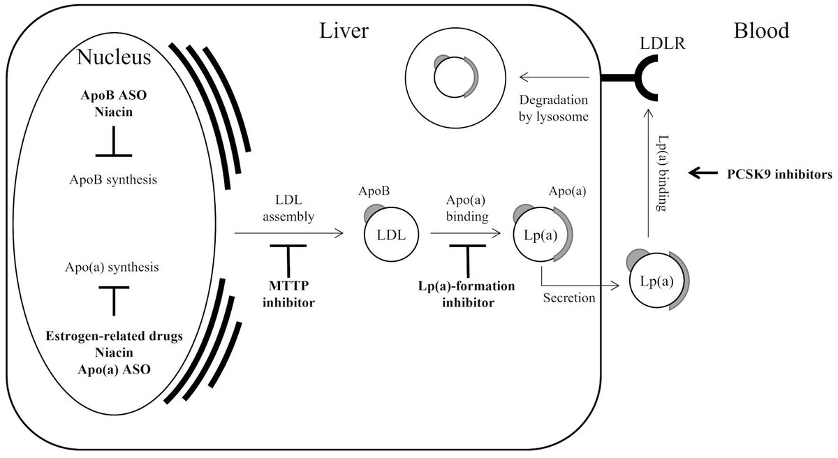 Reading-Latest Articles in Journal of Clinical Medicine Research: #Lipoprotein(a)-#Lowering Drugs: A Mini Review jocmr.elmerjournals.com/jocmr/article/…