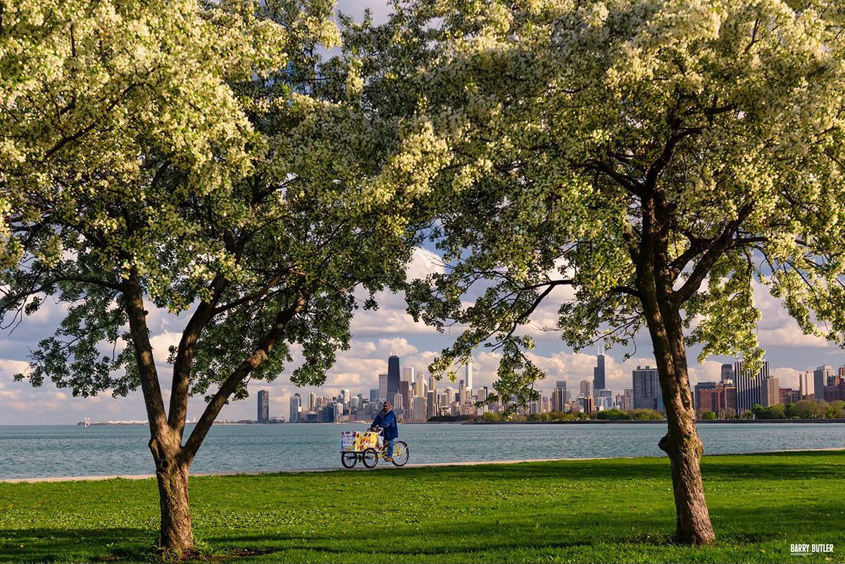 A paletero making his way amongst the spring blooms along the Chicago lakefront.