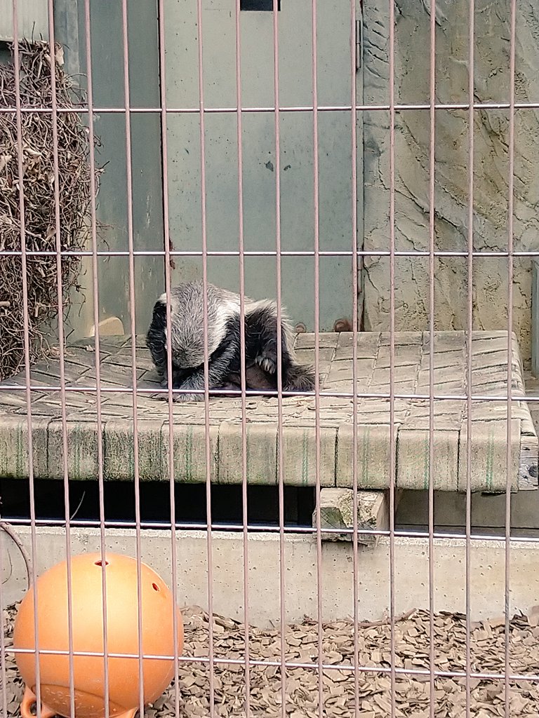 @CHLionRagbaby 
けんさんこんばんは!今日東山動物園にラーテルを見に行きました。丸まってお昼寝中でしたがむくりと起きた姿を見れたのでおすそ分けです。 