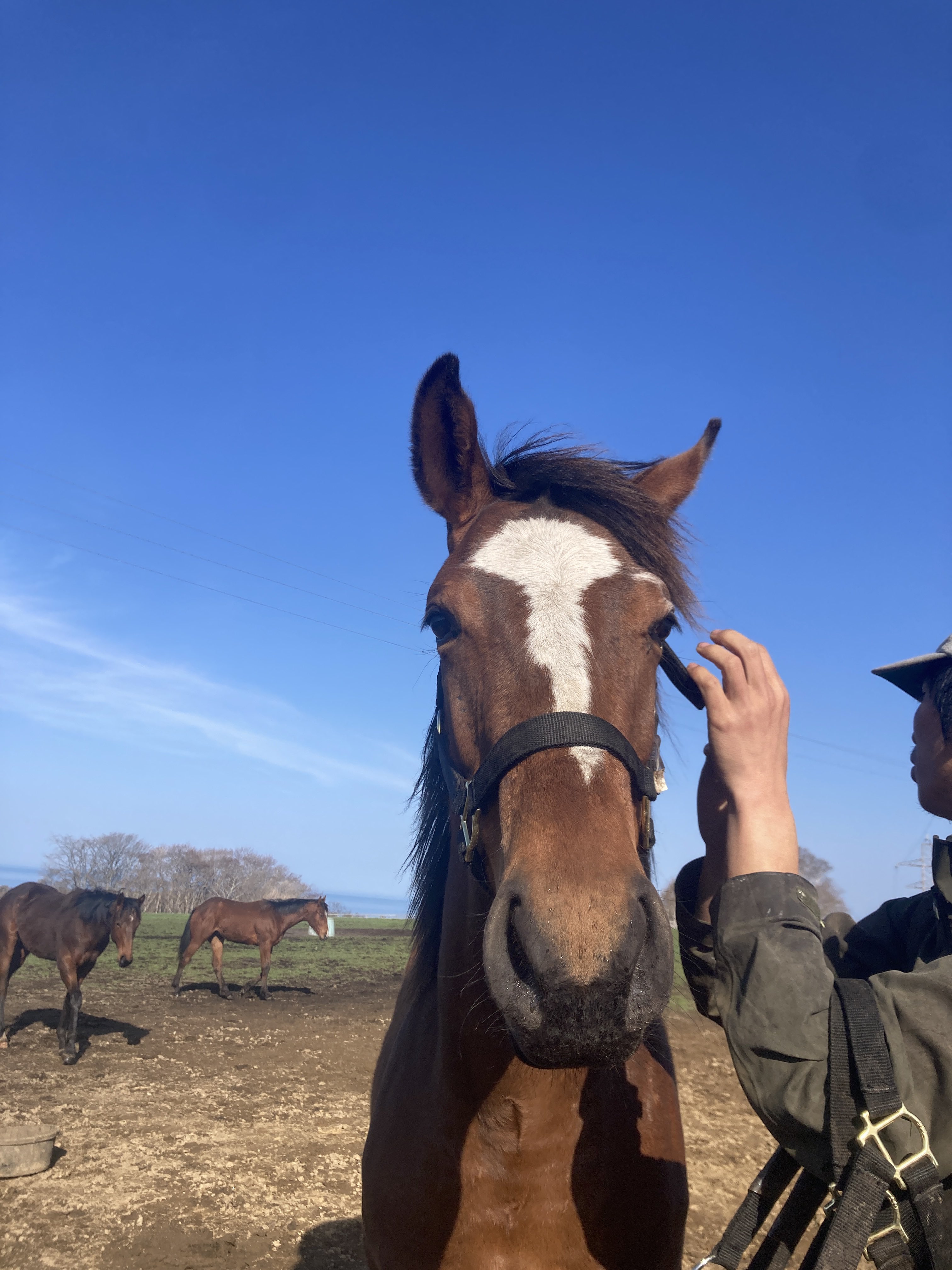 牧場経営 ページです イチから始める牧場生活 - Search / X