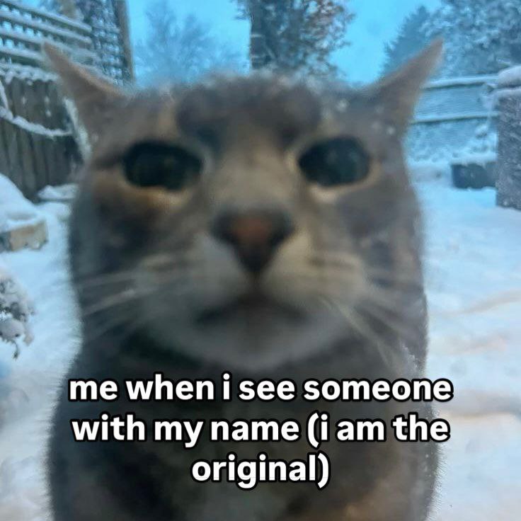 Punch Cat tweet media