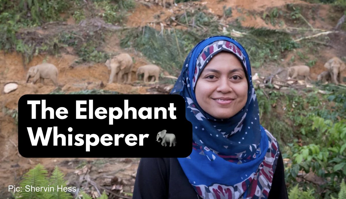 In Borneo, there are less than 1,500 wild elephants left.

They’re small, gentle and slowly disappearing. 😢

But one Malaysian woman is working hard to save them.

This is Dr. Farina Othman's story. 🐘