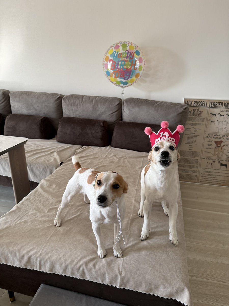 jrtmako's tweet photo. マコ14歳になりました❣️🐶❣️
いつまでも元気でね！

#happybirthday #ジャックラッセル https://t.co/UbAmUNMW4b